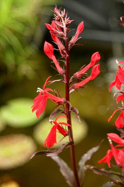 FH_VP_0114(Lobelia cardinalis).jpg - Lobelia cardinalis (scharlaken lobelia)